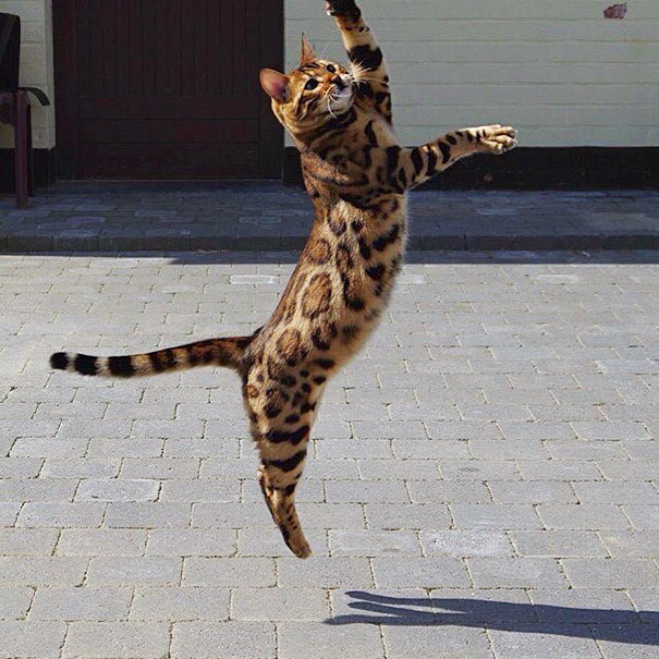deacddcd56121eb0962a.jpg