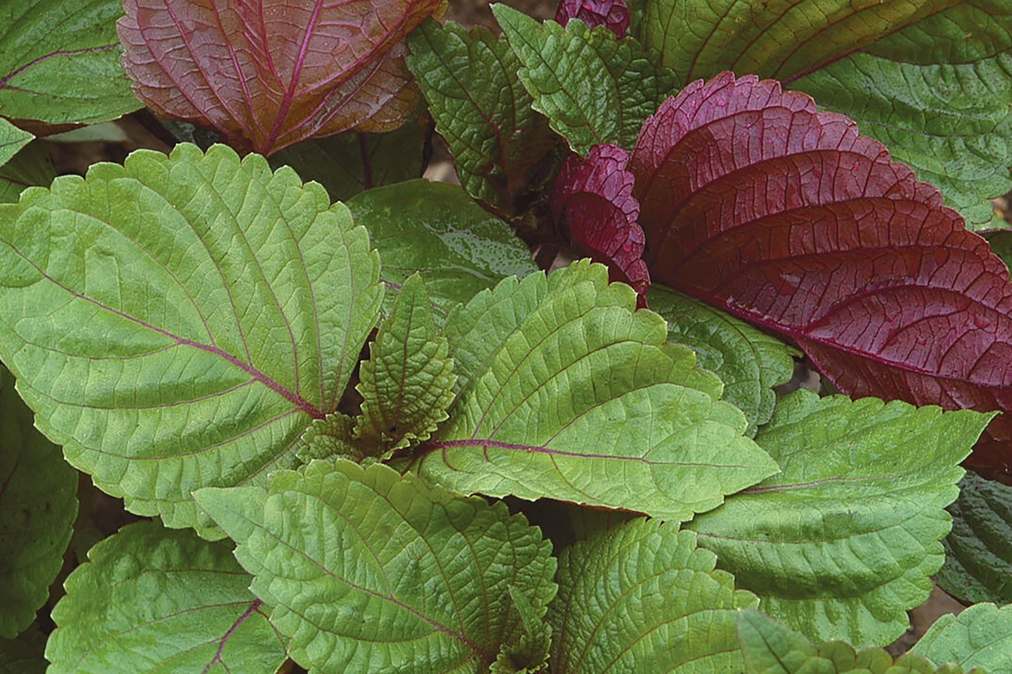 df43b2ac790a8d7d7c50.png