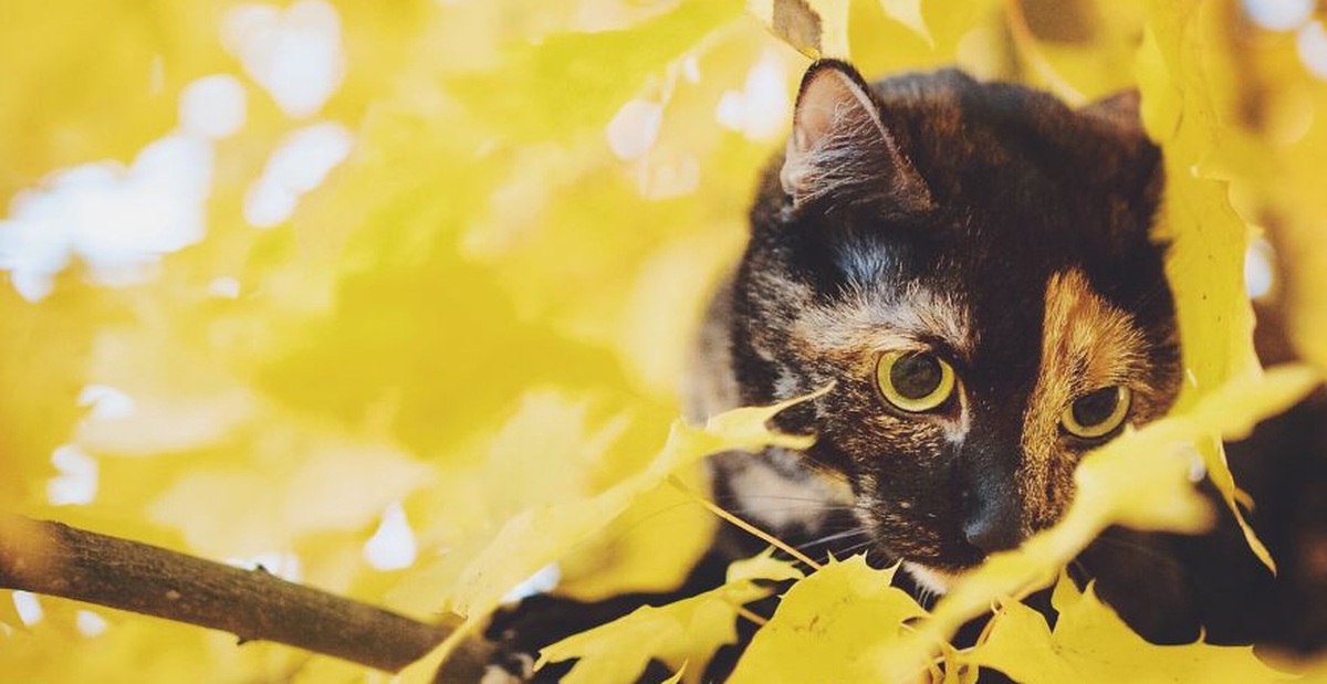 e0a29471cd2654605c5a.jpg