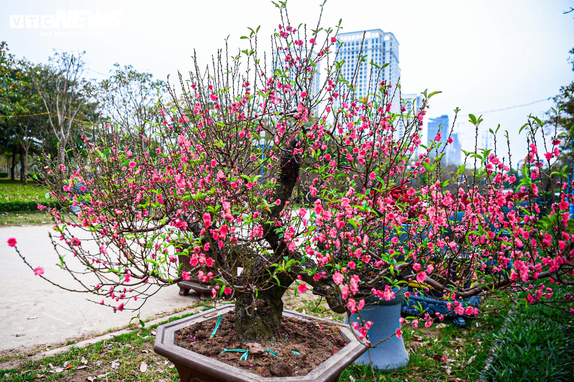 Chủ vườn ở Hà Nội đắp rêu giữ ẩm, chăm đào cổ thụ đón Tết Nguyên đán