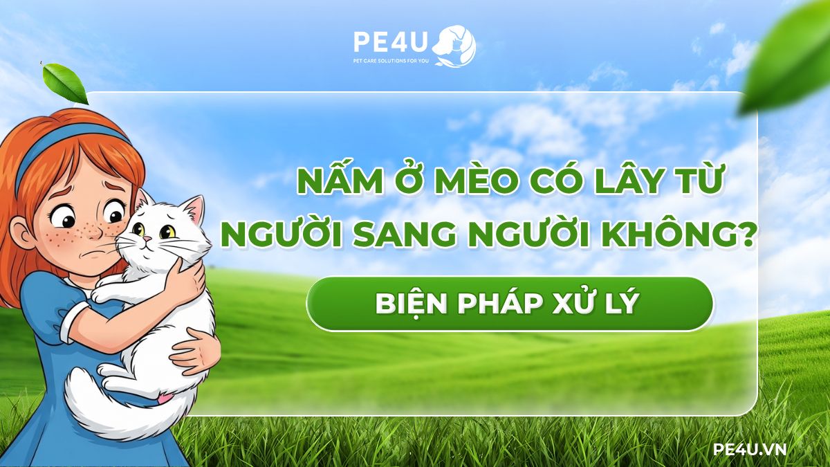 Nấm mèo có lây sang người không? Sen nuôi mèo phải biết điều này!