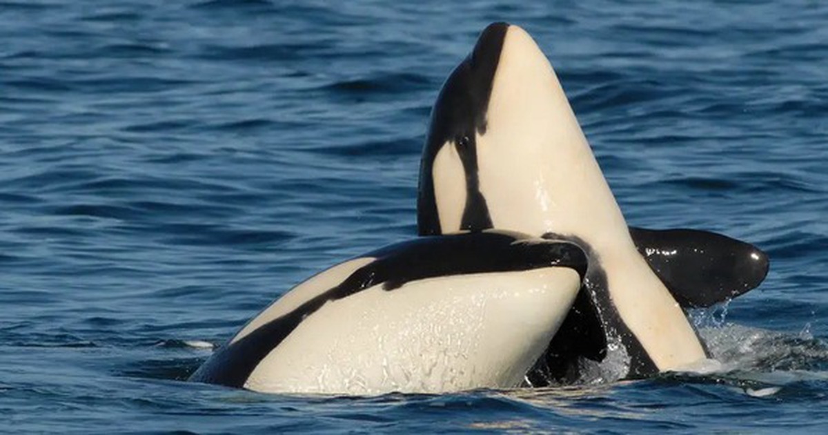 e563e574e4b6519098ed.jpg