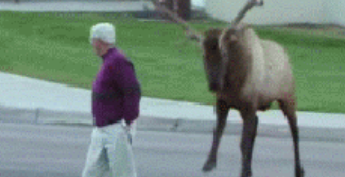 e61bfd9740058c8ceb93.png