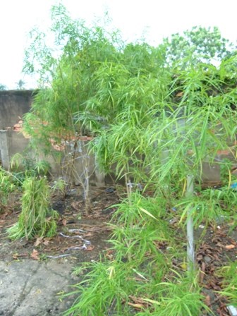 eb50fa5dace81d46293d.jpg