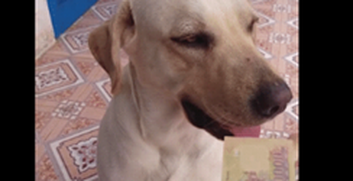 ec965b5c4b3d1e81e5a7.png