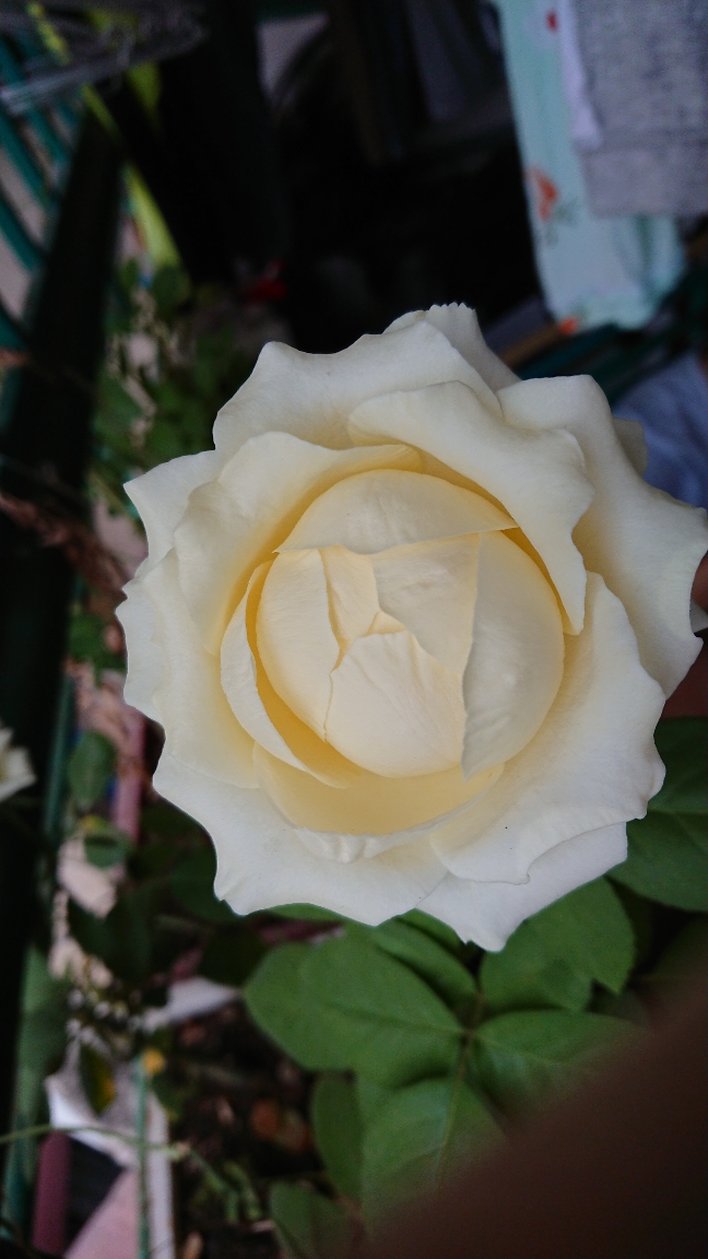 f317f9139516e210db2a.jpg