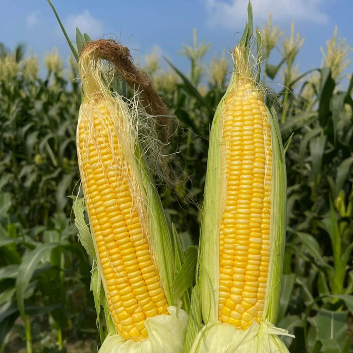 f4ad7b83bd383f21343d.jpg