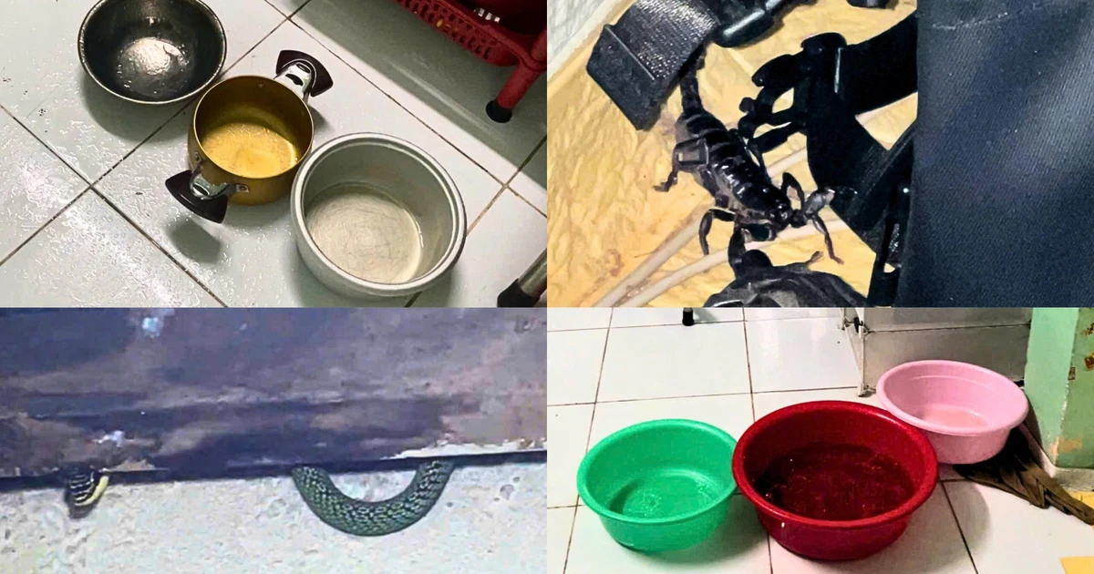 SV sống cảnh "ớn lạnh gáy" vì rắn, bọ cạp bò lung tung trong phòng trọ
