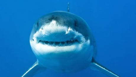 fed255f2402a656f1c44.png